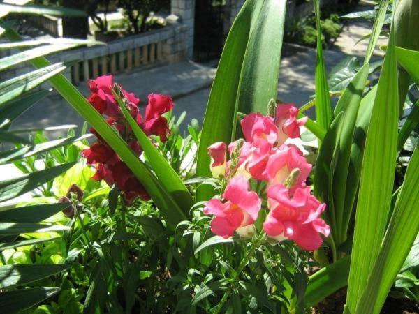 House Boninovo (Adults Only) Hotel Dubrovnik Ngoại thất bức ảnh